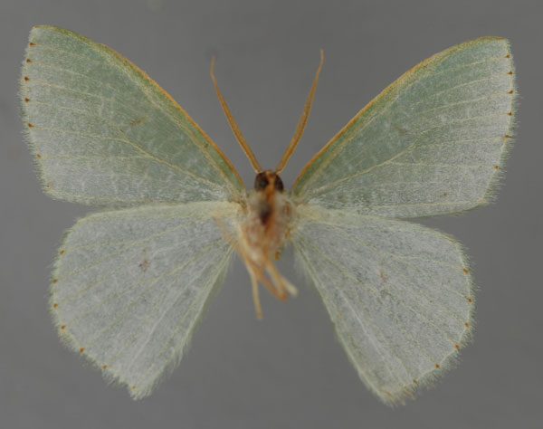 /filer/webapps/moths/media/images/E/extrema_Heterorachis_HT_ZSM_02.jpg