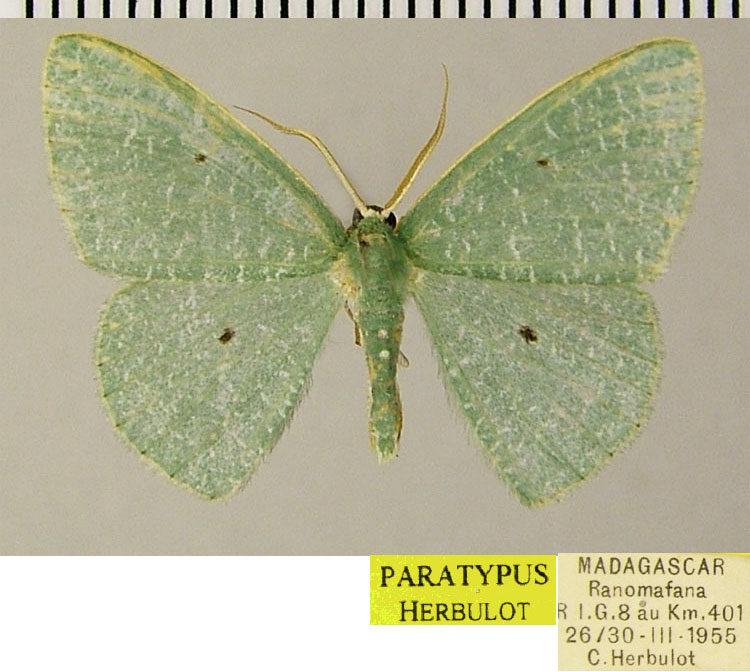 /filer/webapps/moths/media/images/E/extrema_Heterorachis_PTM_ZSMa.jpg