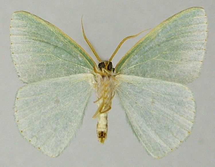 /filer/webapps/moths/media/images/E/extrema_Heterorachis_PTM_ZSMb.jpg