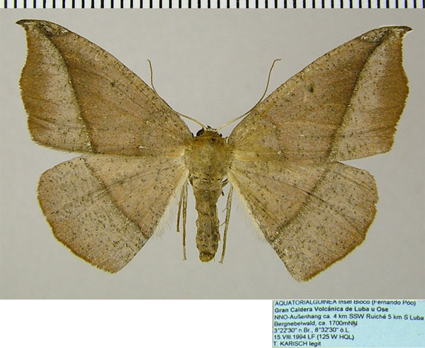 /filer/webapps/moths/media/images/E/extrema_Xanthisthisa_AF_ZSM.jpg