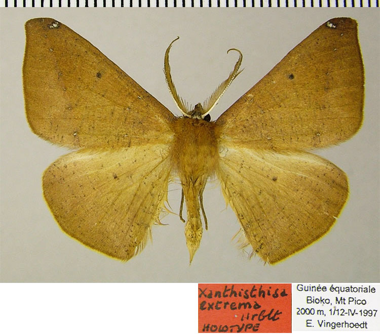 /filer/webapps/moths/media/images/E/extrema_Xanthisthisa_AM_ZSMa.jpg