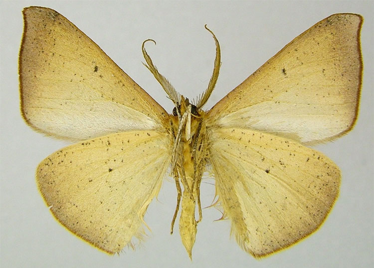/filer/webapps/moths/media/images/E/extrema_Xanthisthisa_AM_ZSMb.jpg