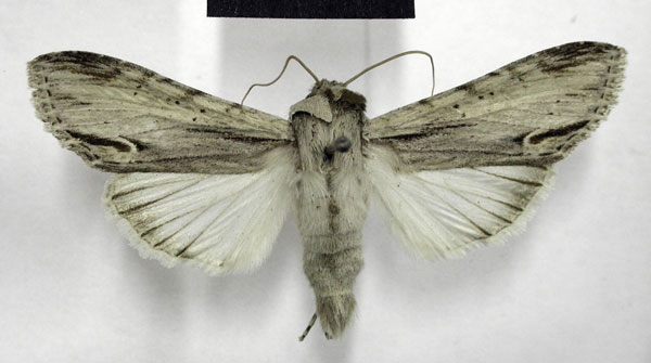/filer/webapps/moths/media/images/E/extricata_Cucullia_AM_TMSA.jpg
