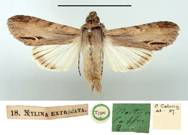 /filer/webapps/moths/media/images/E/extricata_Xylina_HT_BMNH.jpg