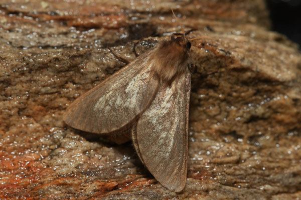 /filer/webapps/moths/media/images/E/exul_Eudalaca_AF_Knyazev.jpg