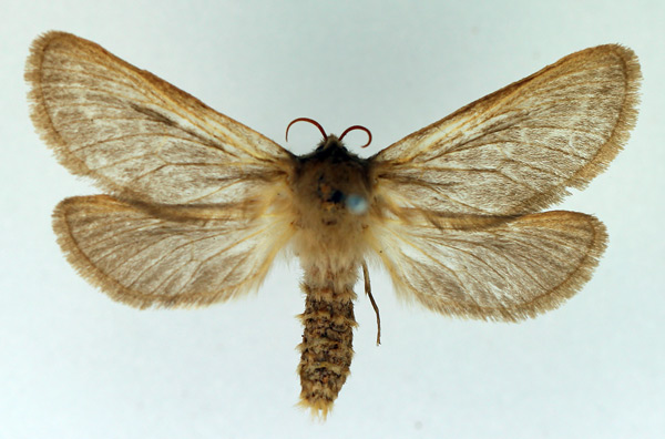 /filer/webapps/moths/media/images/E/exul_Eudalaca_AF_TMSA.jpg
