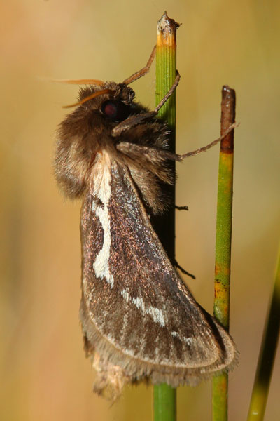 /filer/webapps/moths/media/images/E/exul_Eudalaca_AM_Knyazev_01.jpg