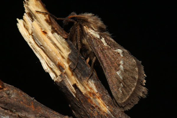 /filer/webapps/moths/media/images/E/exul_Eudalaca_AM_Knyazev_02.jpg