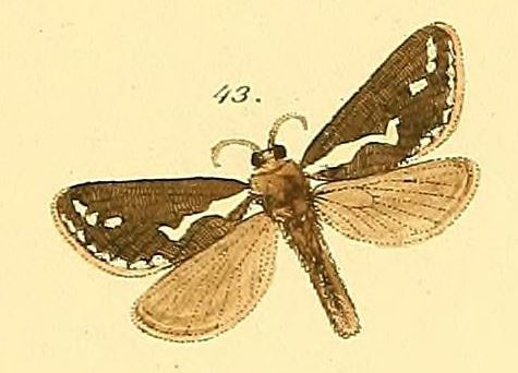 /filer/webapps/moths/media/images/E/exul_Triodia_HT_Herrich-Schaffer_43.jpg