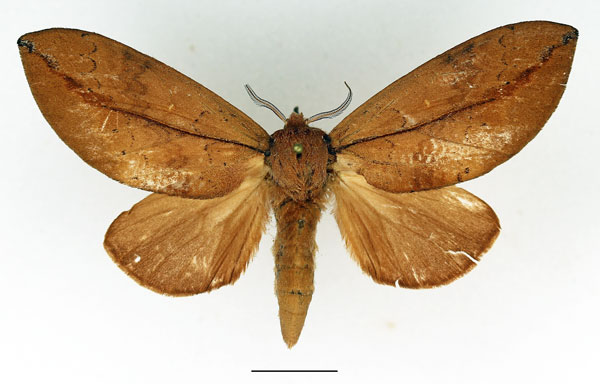 /filer/webapps/moths/media/images/E/exusta_Brachychira_AF_Basquin.jpg
