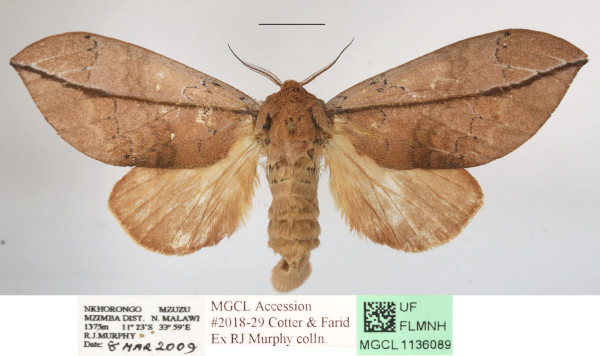 /filer/webapps/moths/media/images/E/exusta_Brachychira_AF_MGCLa_01.JPG