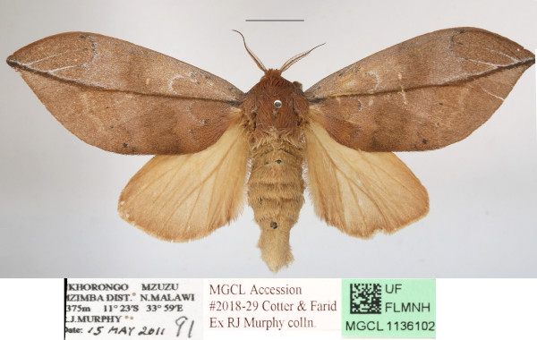 /filer/webapps/moths/media/images/E/exusta_Brachychira_AF_MGCLa_02.JPG