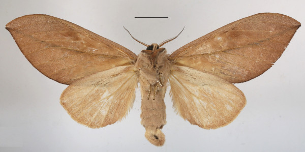/filer/webapps/moths/media/images/E/exusta_Brachychira_AF_MGCLb_01.JPG
