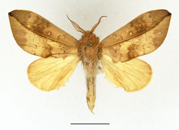 /filer/webapps/moths/media/images/E/exusta_Brachychira_AM_Basquin.jpg