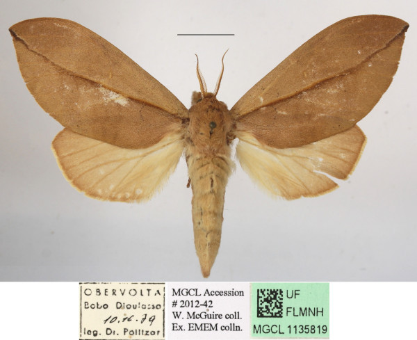 /filer/webapps/moths/media/images/E/exusta_Brachychira_A_MGCLa_03.JPG