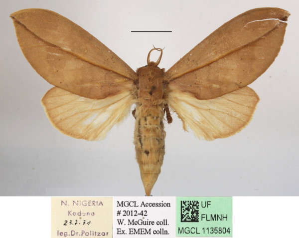 /filer/webapps/moths/media/images/E/exusta_Brachychira_A_MGCLa_04.JPG
