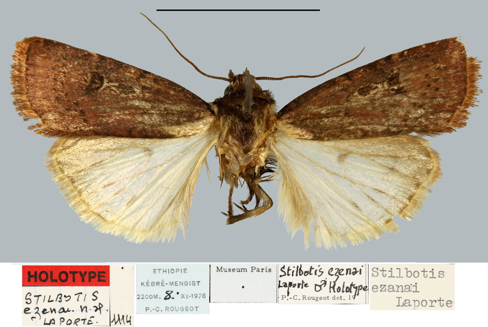 /filer/webapps/moths/media/images/E/ezanai_Stilbotis_HT_MNHN.jpg