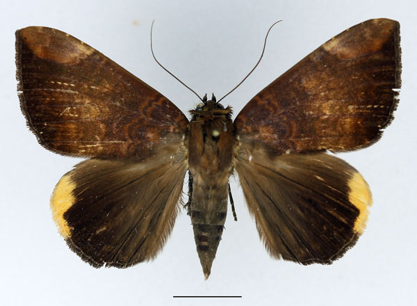 /filer/webapps/moths/media/images/E/ezea_Achaea_AF_Basquin.jpg