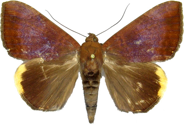 /filer/webapps/moths/media/images/E/ezea_Achaea_AF_MCJM.jpg
