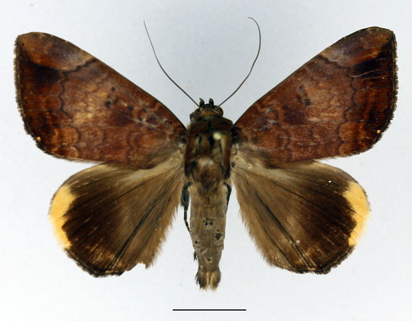 /filer/webapps/moths/media/images/E/ezea_Achaea_AM_Basquin.jpg