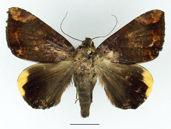 /filer/webapps/moths/media/images/E/ezea_Achaea_AM_Basquin_02.jpg