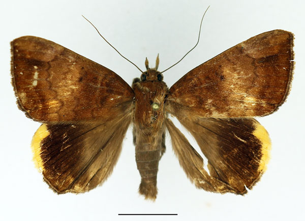 /filer/webapps/moths/media/images/E/ezea_Achaea_AM_Basquin_03.jpg