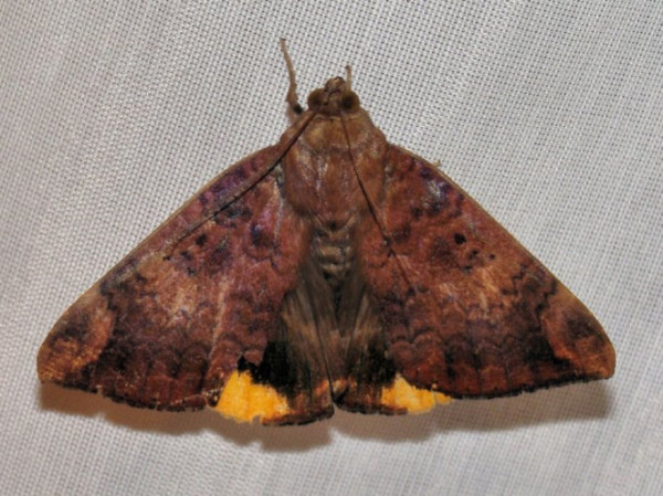 /filer/webapps/moths/media/images/E/ezea_Achaea_A_Dickenson.jpg