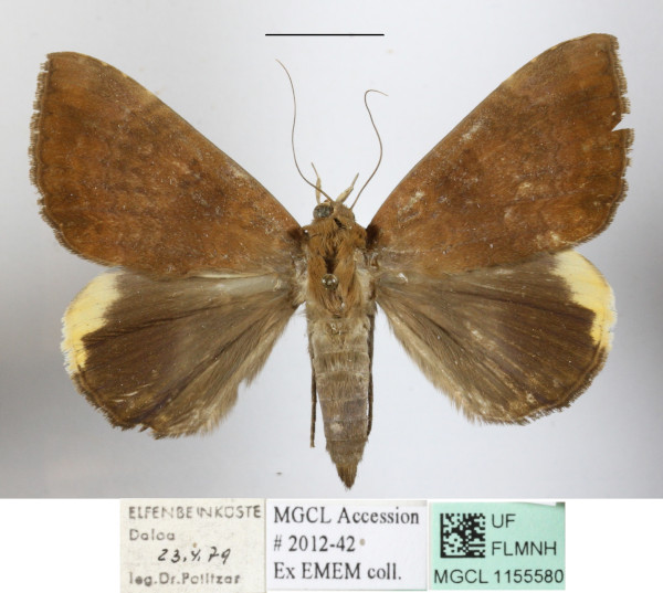 /filer/webapps/moths/media/images/E/ezea_Achaea_A_MGCLa_01.jpg
