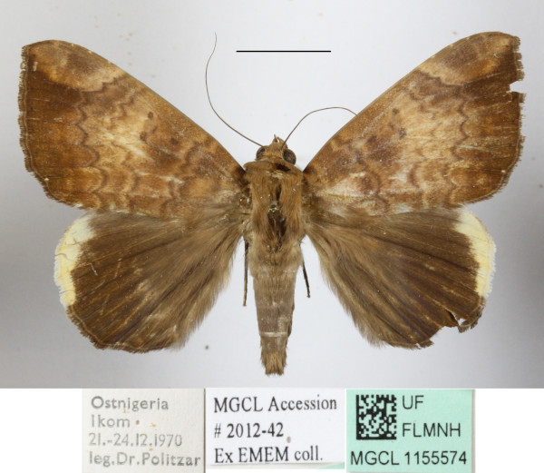 /filer/webapps/moths/media/images/E/ezea_Achaea_A_MGCLa_02.jpg