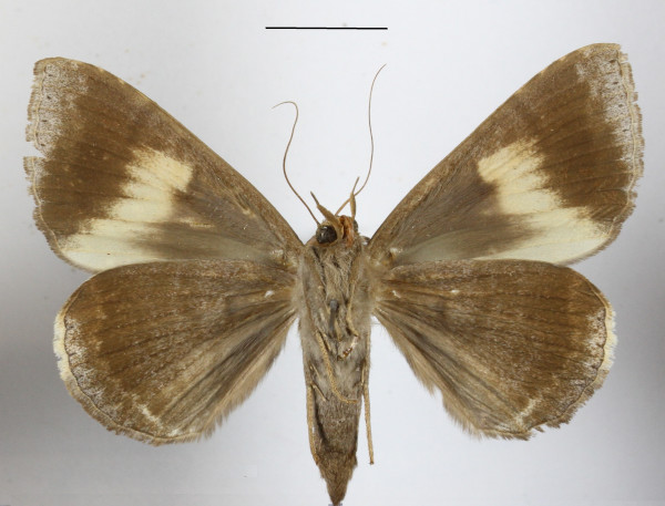 /filer/webapps/moths/media/images/E/ezea_Achaea_A_MGCLb_01.jpg
