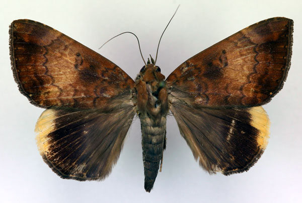 /filer/webapps/moths/media/images/E/ezea_Achaea_A_RMCA_02.jpg