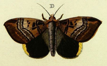 /filer/webapps/moths/media/images/E/ezea_Achaea_Cramer3_239_D.jpg
