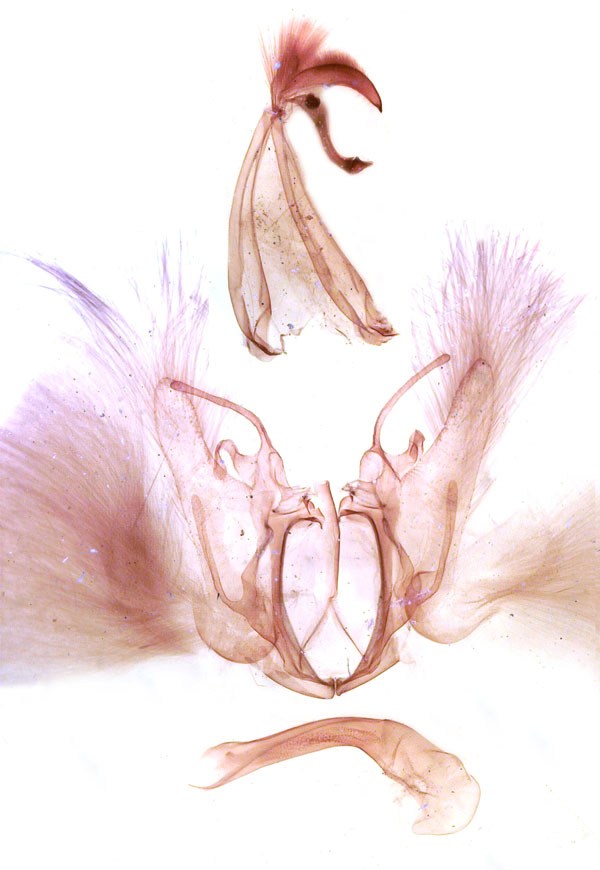 /filer/webapps/moths/media/images/E/ezea_Achaea_GM_MSNM_Berio676.jpg