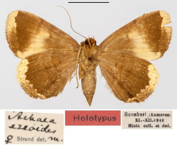 /filer/webapps/moths/media/images/E/ezeoides_Achaea_HT_SDEI_02.jpg