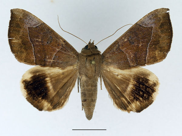 /filer/webapps/moths/media/images/F/faber_Achaea_AF_Basquin.jpg