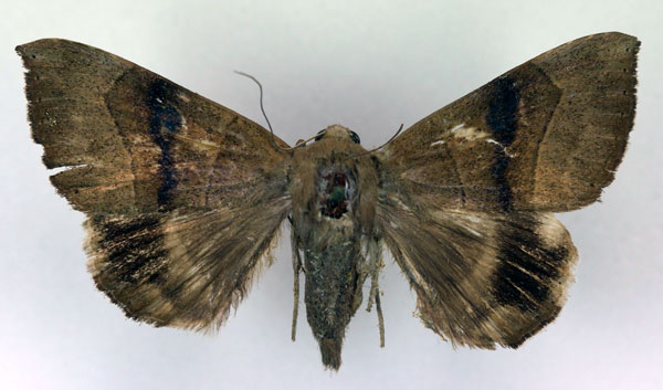 /filer/webapps/moths/media/images/F/faber_Achaea_AF_RMCA.jpg