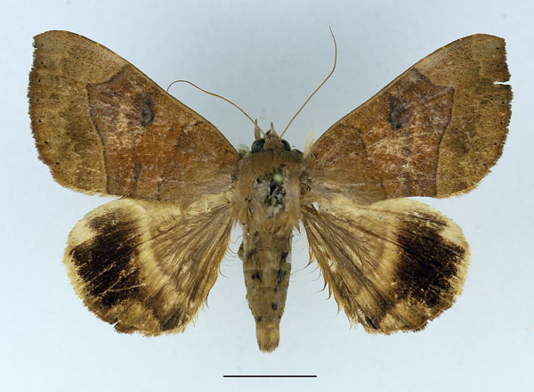 /filer/webapps/moths/media/images/F/faber_Achaea_AM_Basquin.jpg