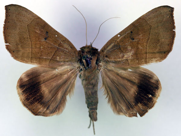 /filer/webapps/moths/media/images/F/faber_Achaea_AM_RMCA.jpg