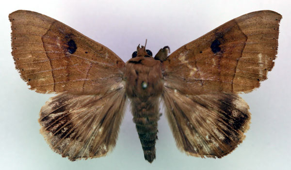 /filer/webapps/moths/media/images/F/faber_Achaea_AM_RMCA_02.jpg