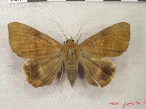 /filer/webapps/moths/media/images/F/faber_Achaea_A_Albert_01.JPG