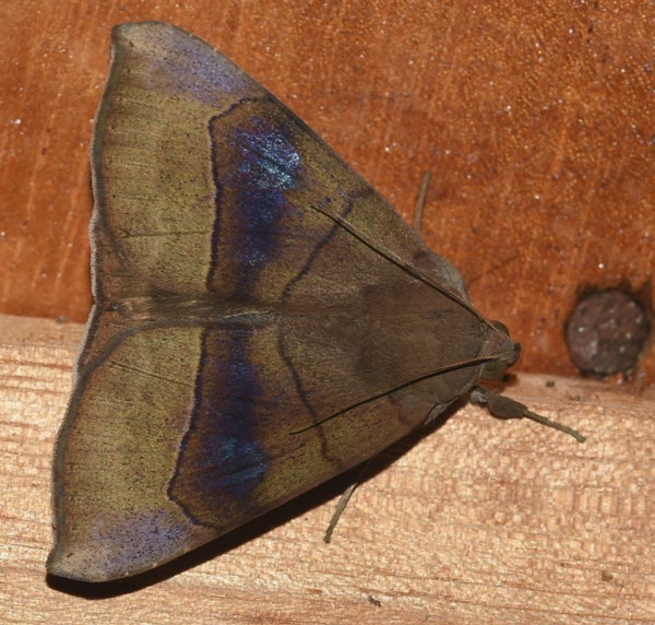 /filer/webapps/moths/media/images/F/faber_Achaea_A_Klimsa.jpg