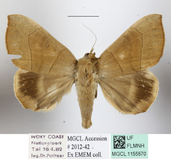 /filer/webapps/moths/media/images/F/faber_Achaea_A_MGCLa_01.JPG
