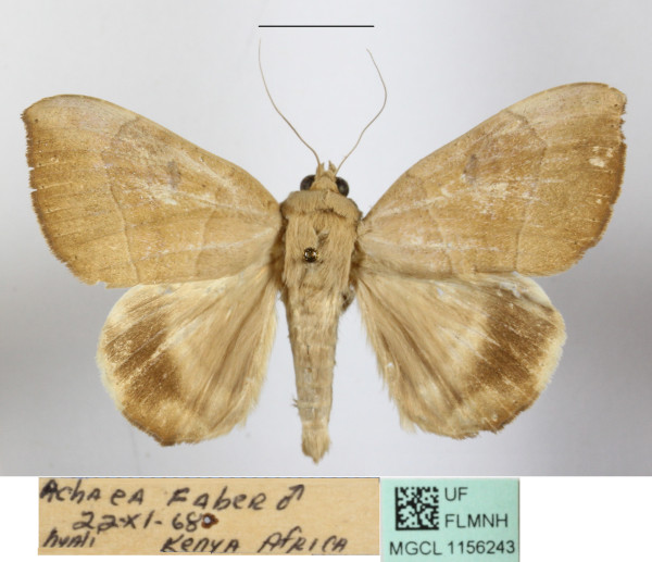 /filer/webapps/moths/media/images/F/faber_Achaea_A_MGCLa_02JPG.JPG