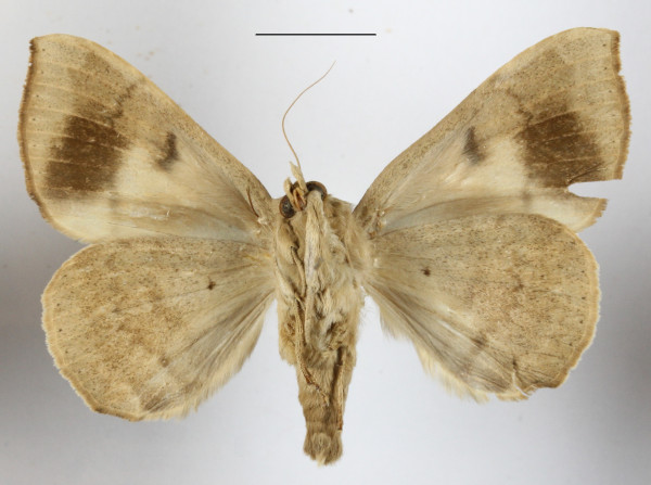 /filer/webapps/moths/media/images/F/faber_Achaea_A_MGCLb_01.JPG