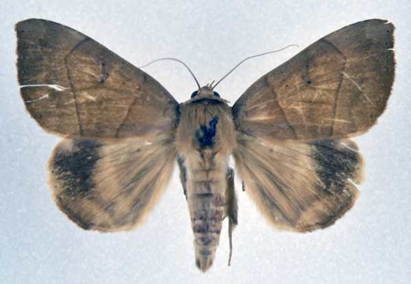 /filer/webapps/moths/media/images/F/faber_Achaea_A_NHMO.jpg