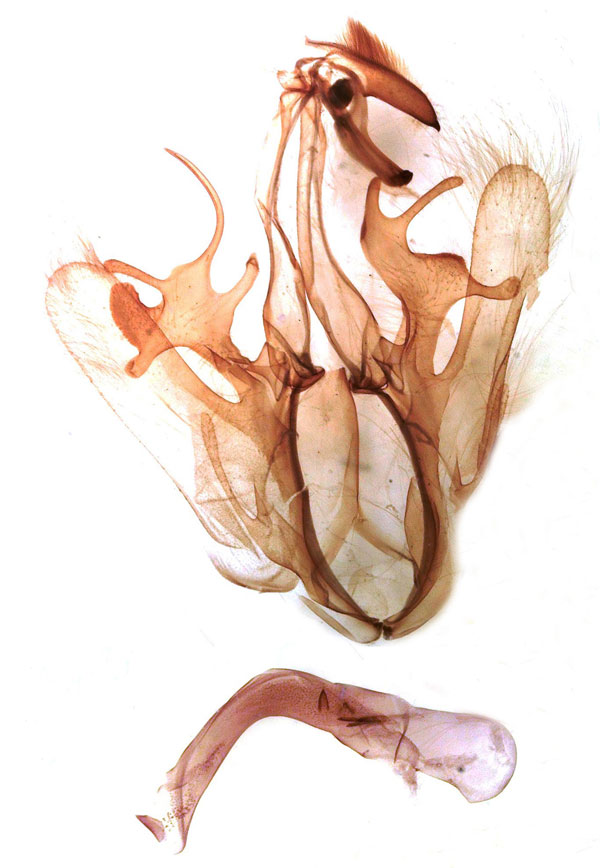 /filer/webapps/moths/media/images/F/faber_Achaea_GM_MSNM_Berio668.jpg