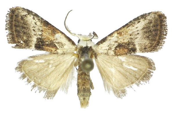 /filer/webapps/moths/media/images/F/faber_Meganola_HT_ANHRT.jpg