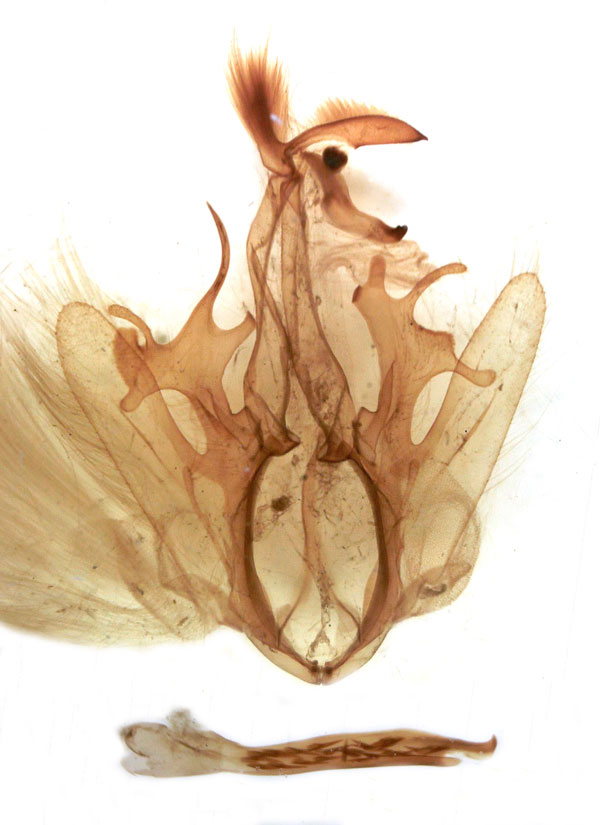 /filer/webapps/moths/media/images/F/faberis_Achaea_GM_MSNM_Berio667.jpg