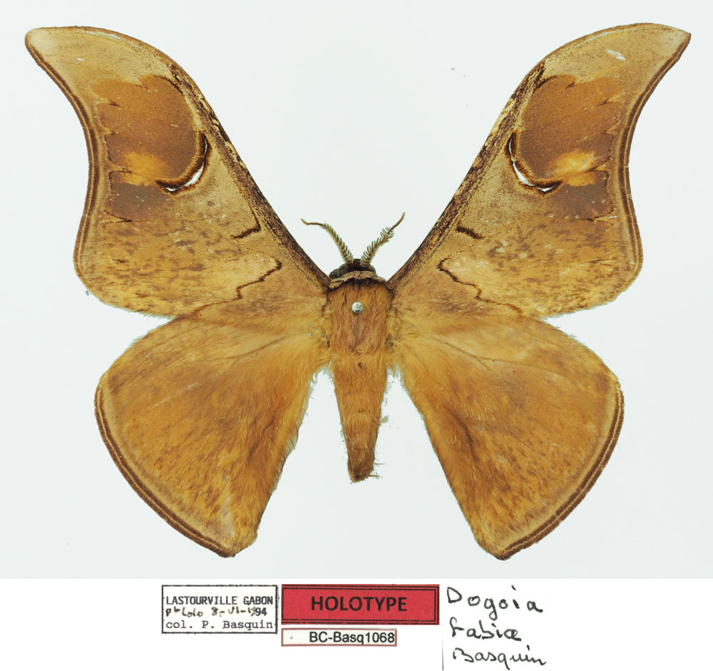 /filer/webapps/moths/media/images/F/fabia_Dogoia_HT_MNHN.jpg