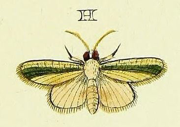 /filer/webapps/moths/media/images/F/fabia_Earias_Cramer4_355_H.jpg